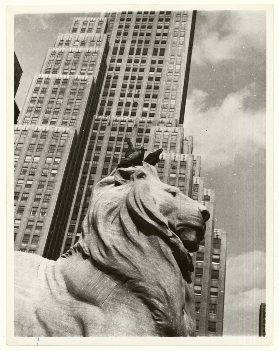 Three pigeons perch on the head of a lion in front of the New York Public Library.

Three pidgeons [sic] on head of lion in front of public library, New York."