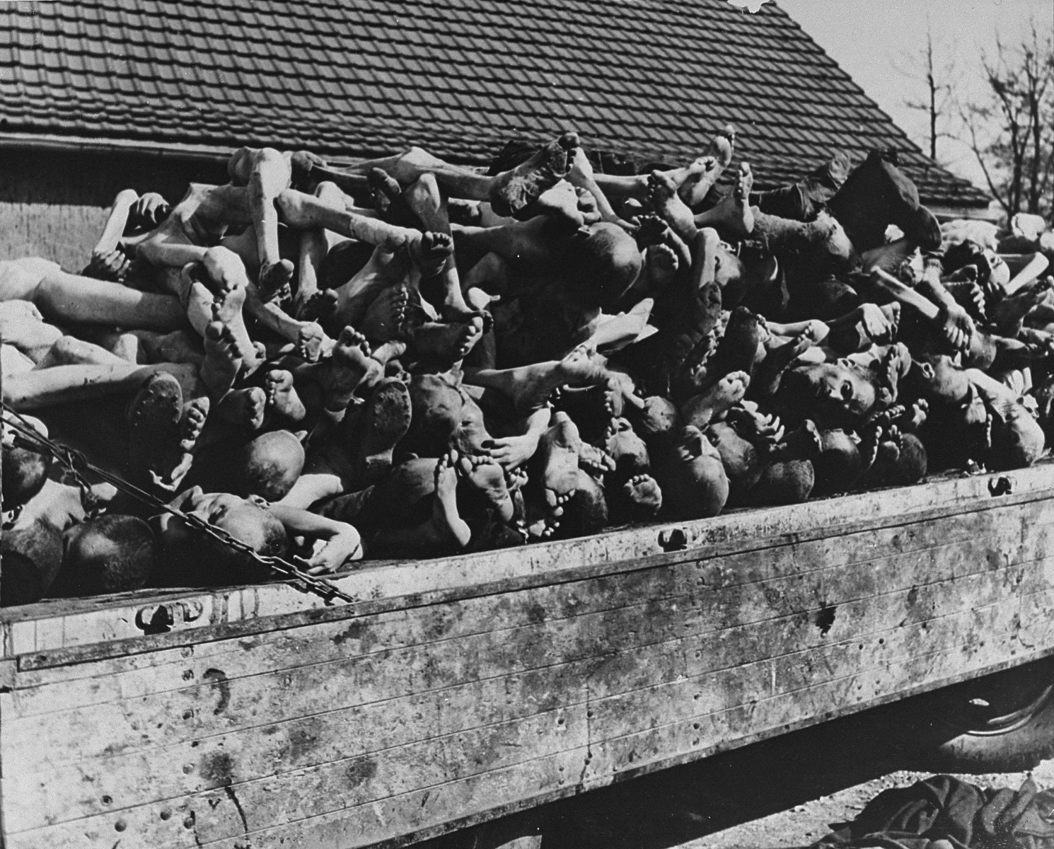 A Wagon Is Piled High With The Bodies Of Former Prisoners In The