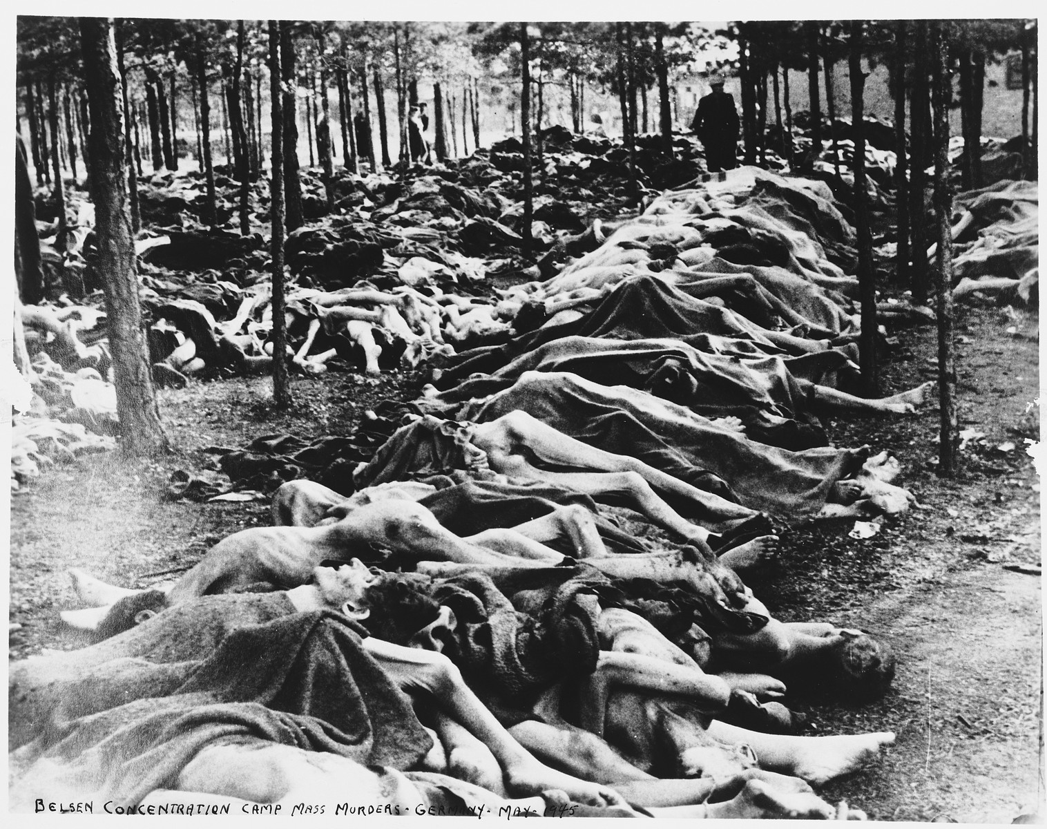 A man walks through a wooded area near Bergen-Belsen filled with rows of corpses of prisoners who perished there.