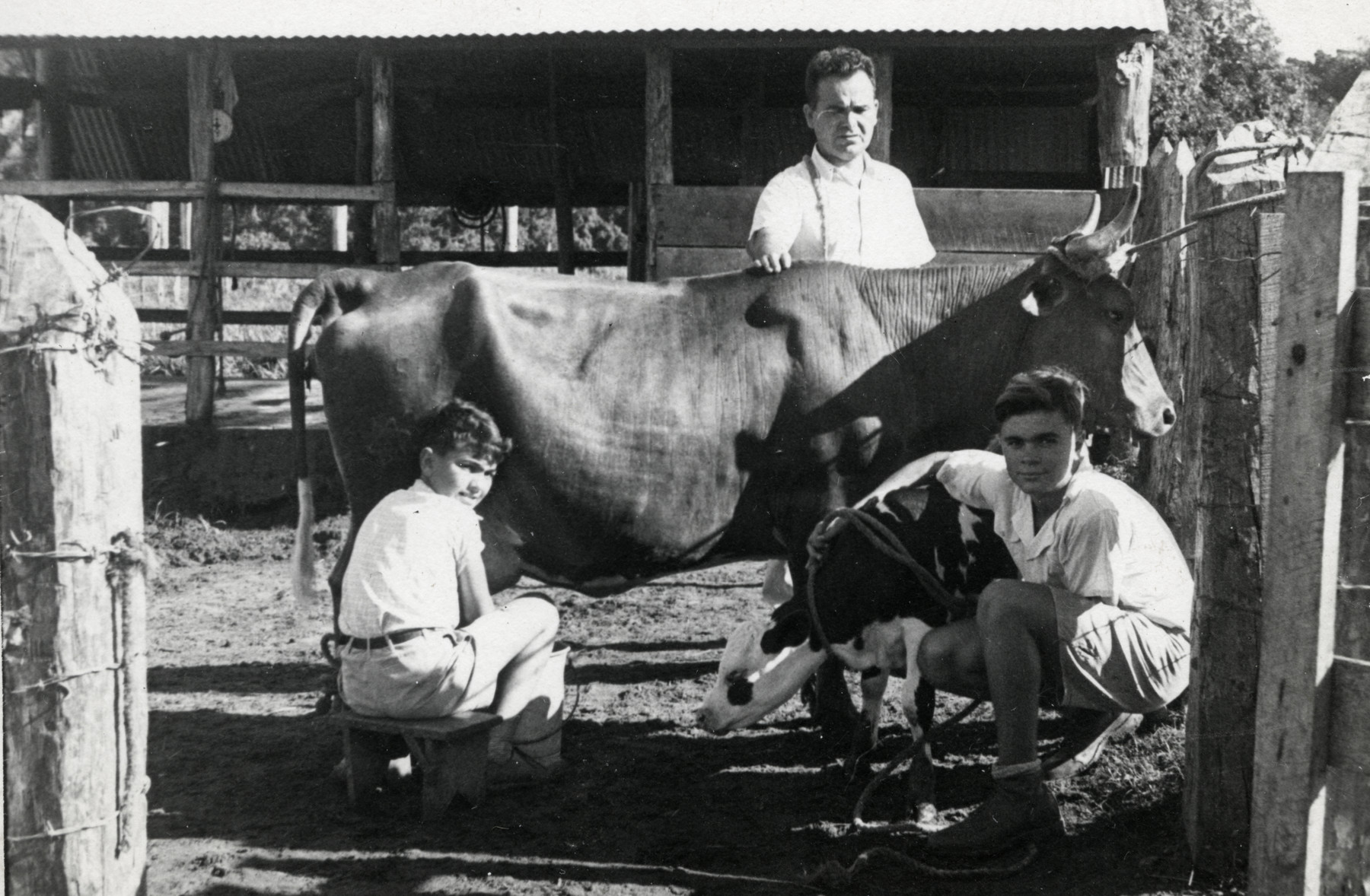 The Salomon family milks cows in the Sosua refugee colony.  

Aron Joseph Salomon is standing in the center.  Marcel is seated on the left and Alex is on the right.