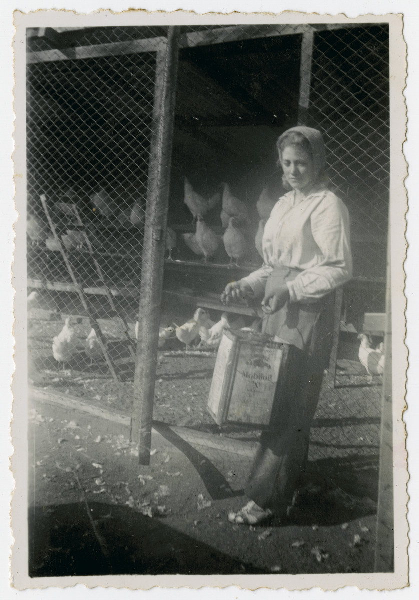 Photograph from an album entitled, "Hacshara Kidma Chile,"  documenting life on a postwar Shomer Hatzair Zionist agricultural collective in Chile.

A young woman tends to the chickens.