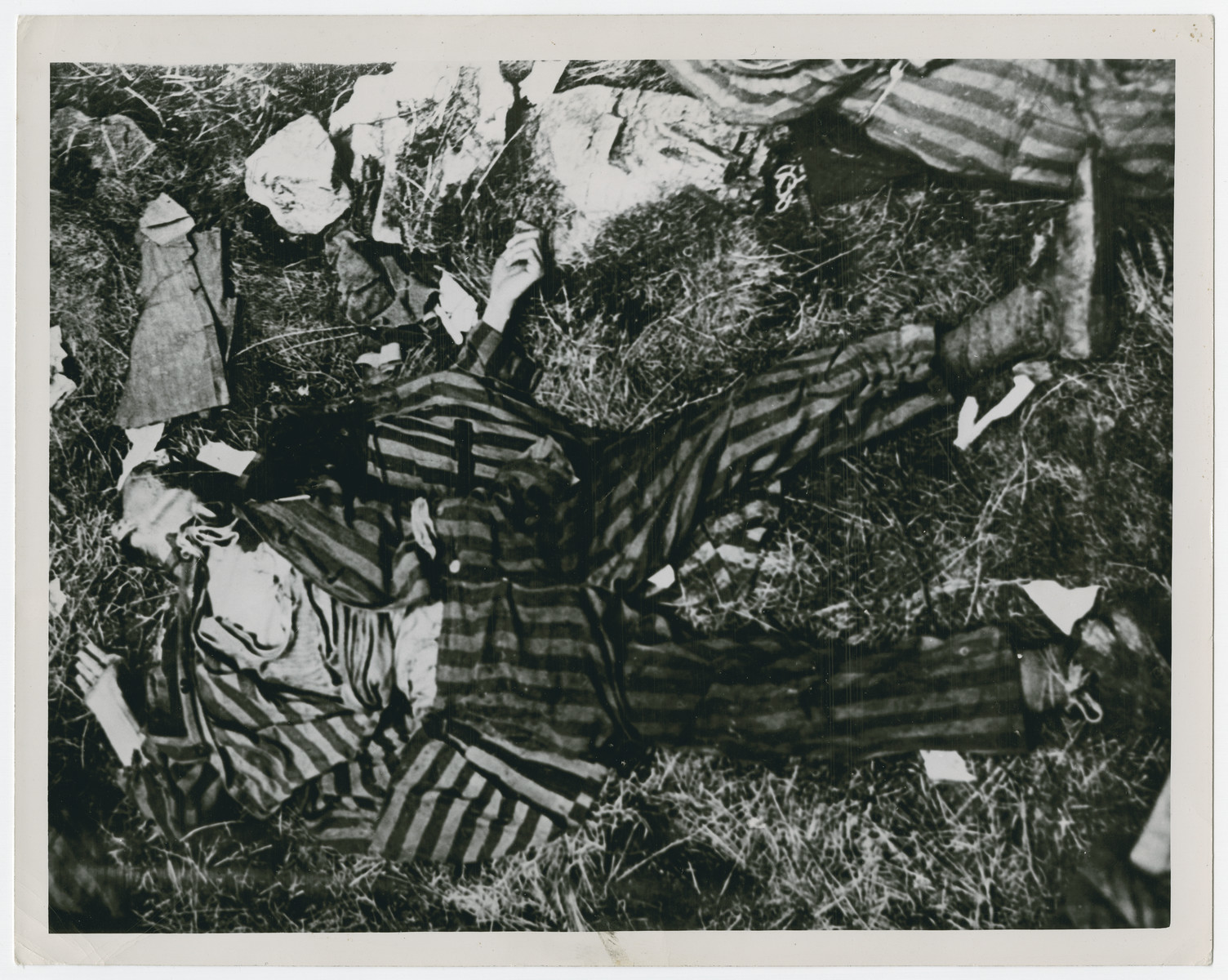 Portrait of corpses of Russian, Polish, French and Italian prisoners shot by Germans shortly before the arrival of American troops lie in the woods near Braunlage..