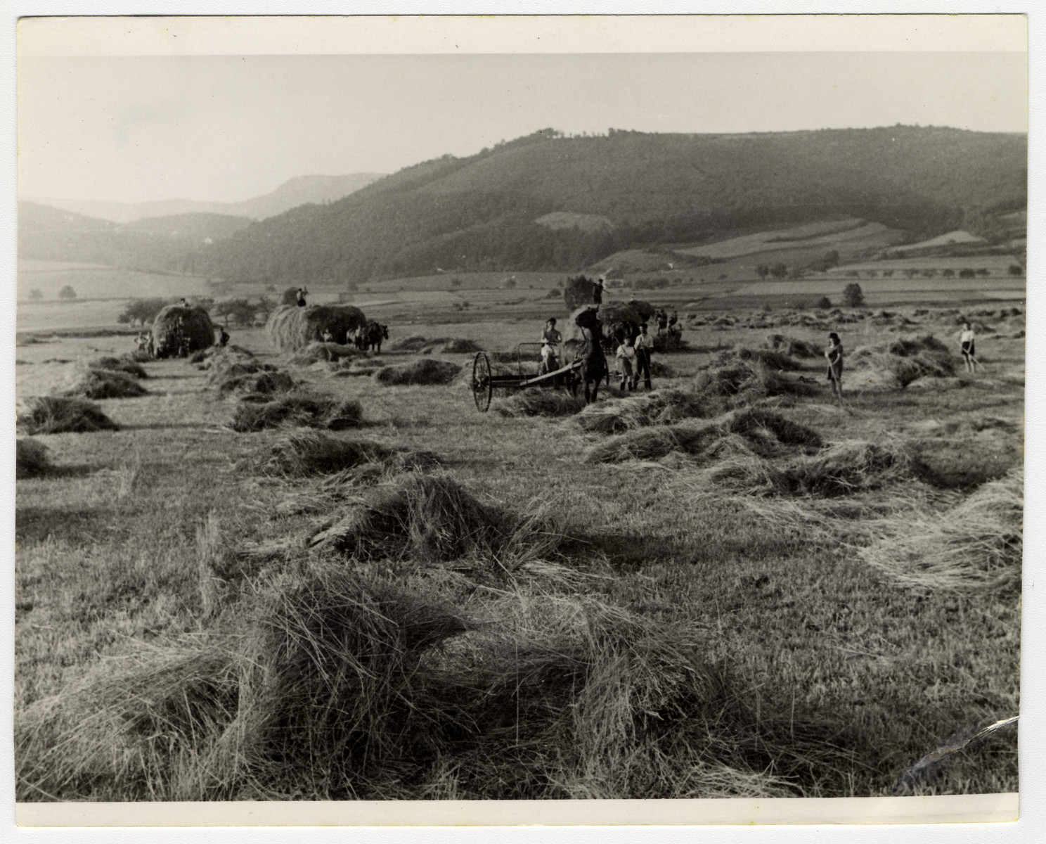 DPs bail bundles of hay at their hachshara in Eschwege.