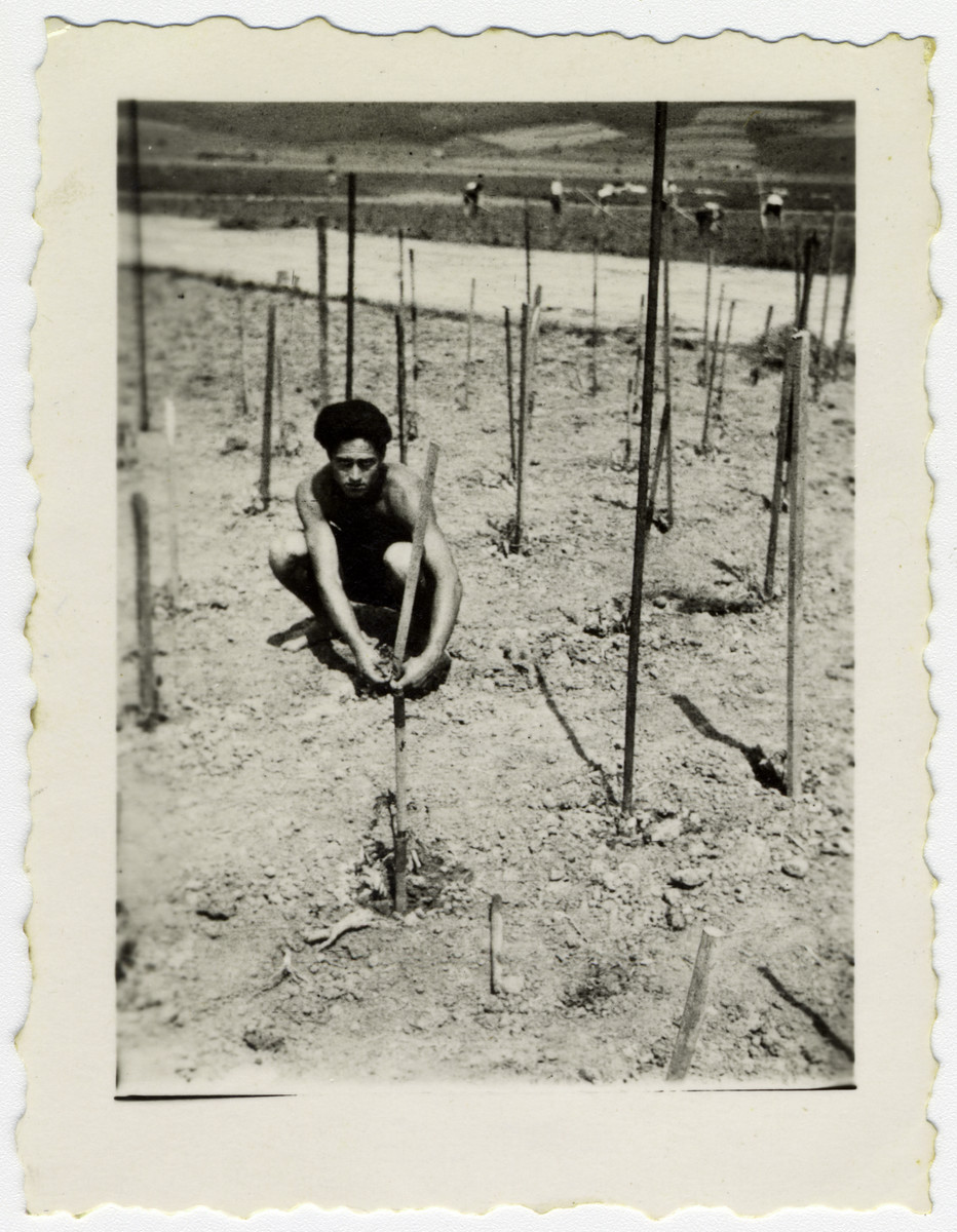 A young man works in the vegetable patch at a kibbutz hachshara in Eschwege.