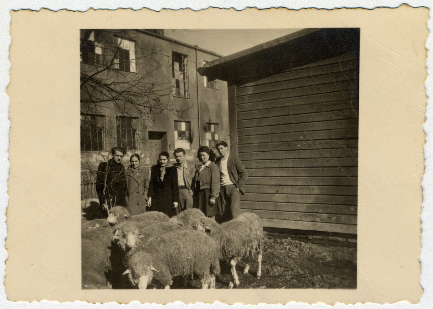 Members of a kibbutz hachshara pose behind a herd of sheep in the Eschwege displaced persons' camp.