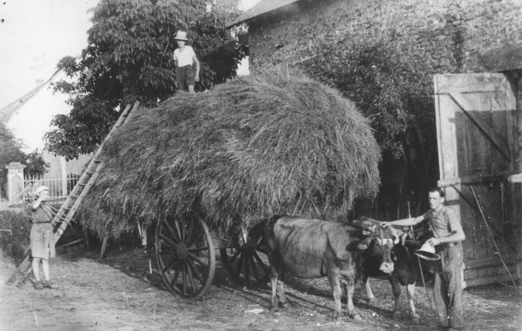 Ingeborg Haas, a Jewish refugee living at the Chabannes children's home, helps load a hay wagon at the farm where she worked near the home.