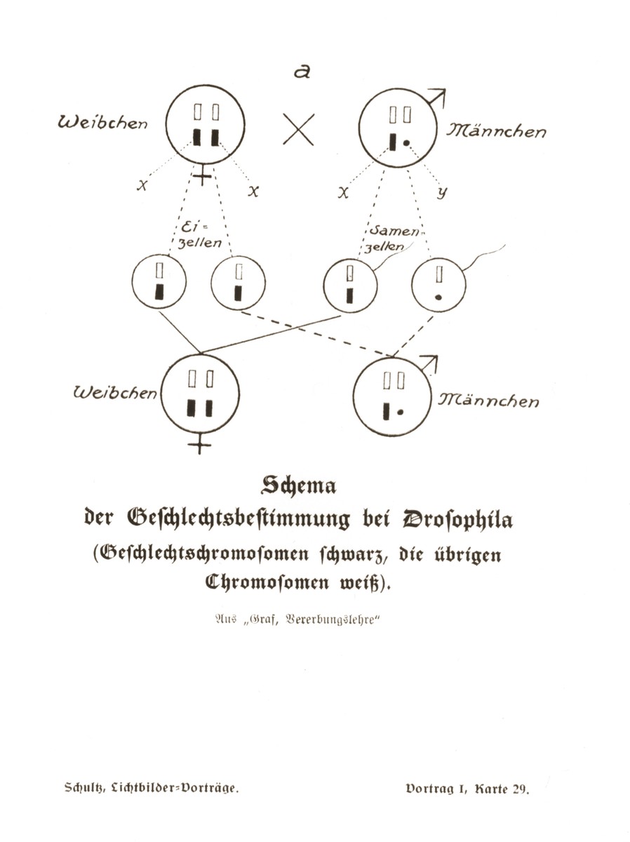 Chart illustrating the determination of the sex of the offspring from the mating of a pair of fruit flies, taken from a set of slides produced to illustrate a lecture by Dr. Ludwig Arnold Schloesser, director of education for the SS Race and Settlement Office, on the foundations of the study of heredity. [Lecture 1, Card 29]