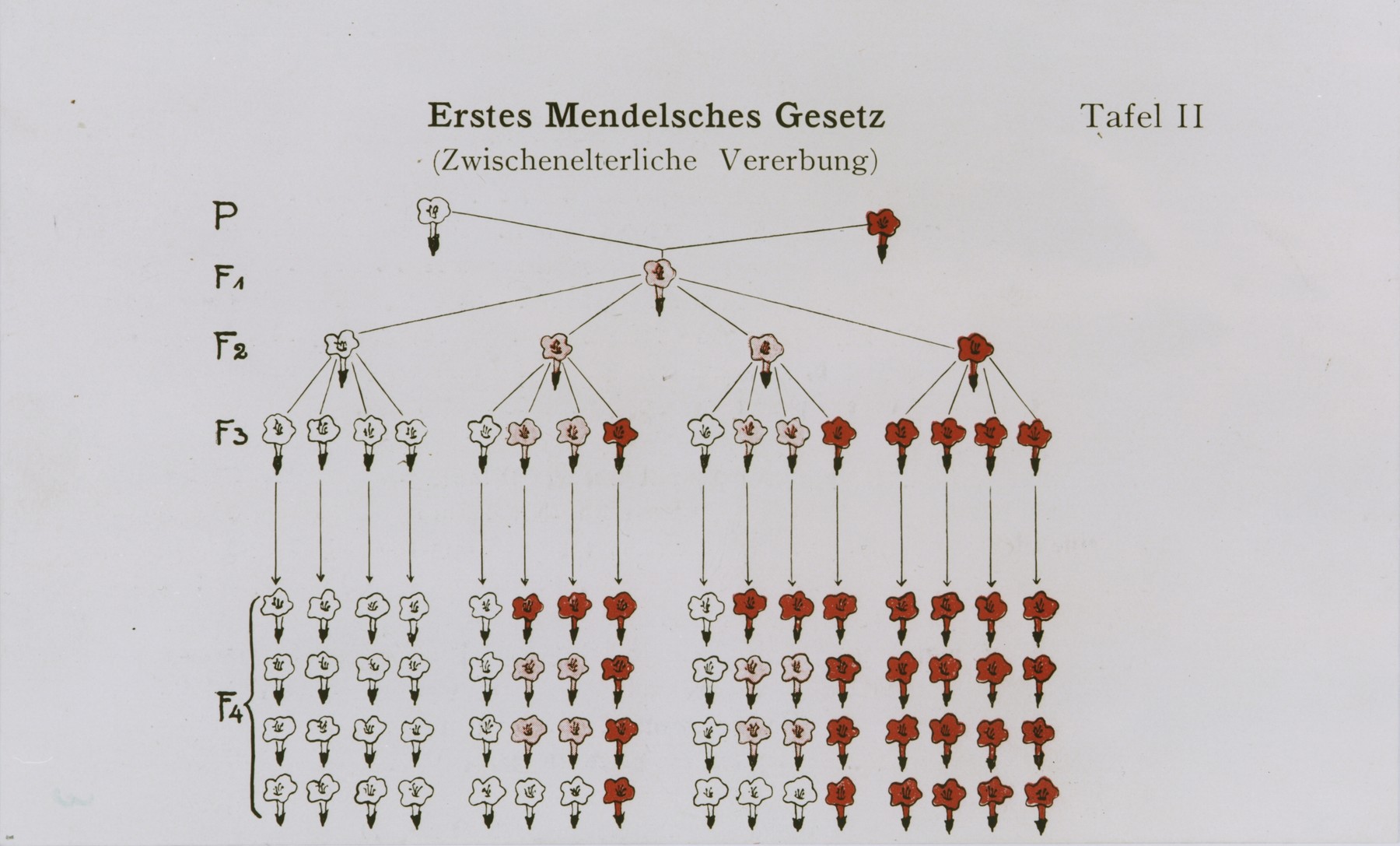 Chart Illustrating Gregor Mendels First Law Of Heredity Collections