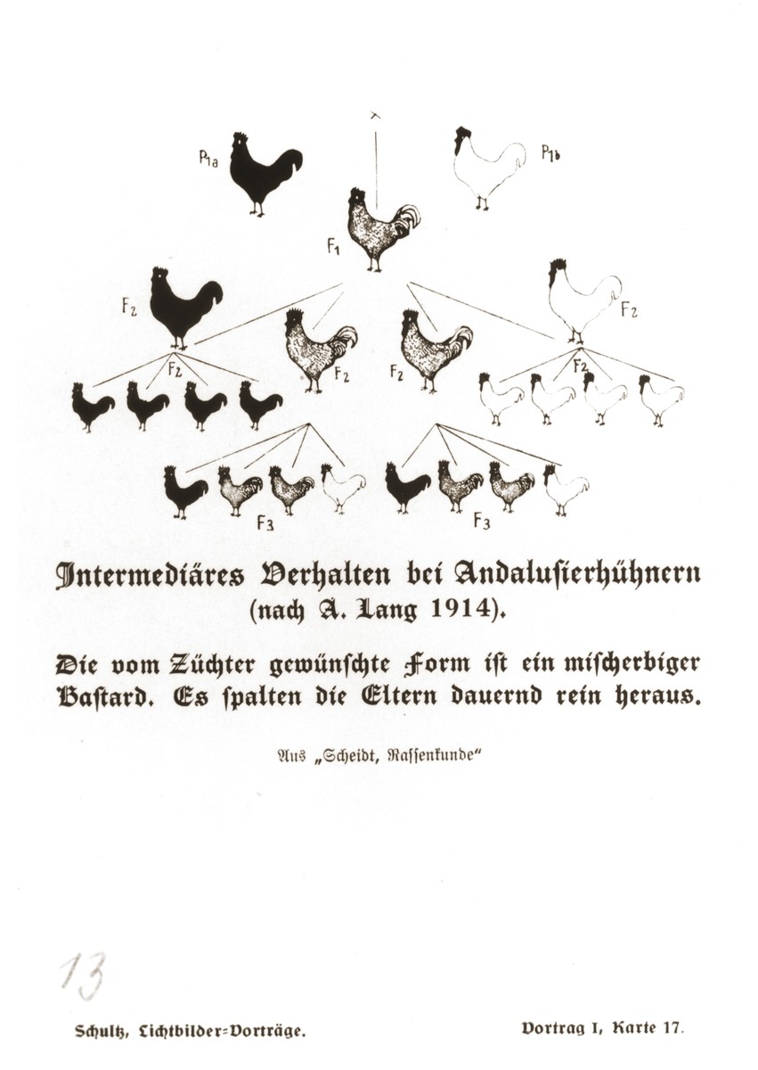 Chart illustrating the possible coloring of the offspring of purebred black, purebred white, and hybrid Andalusian chickens, taken from a set of slides produced to illustrate a lecture by Dr. Ludwig Arnold Schloesser, director of education for the SS Race and Settlement Office, on the foundations of the study of heredity. [Lecture 1, Card 17]