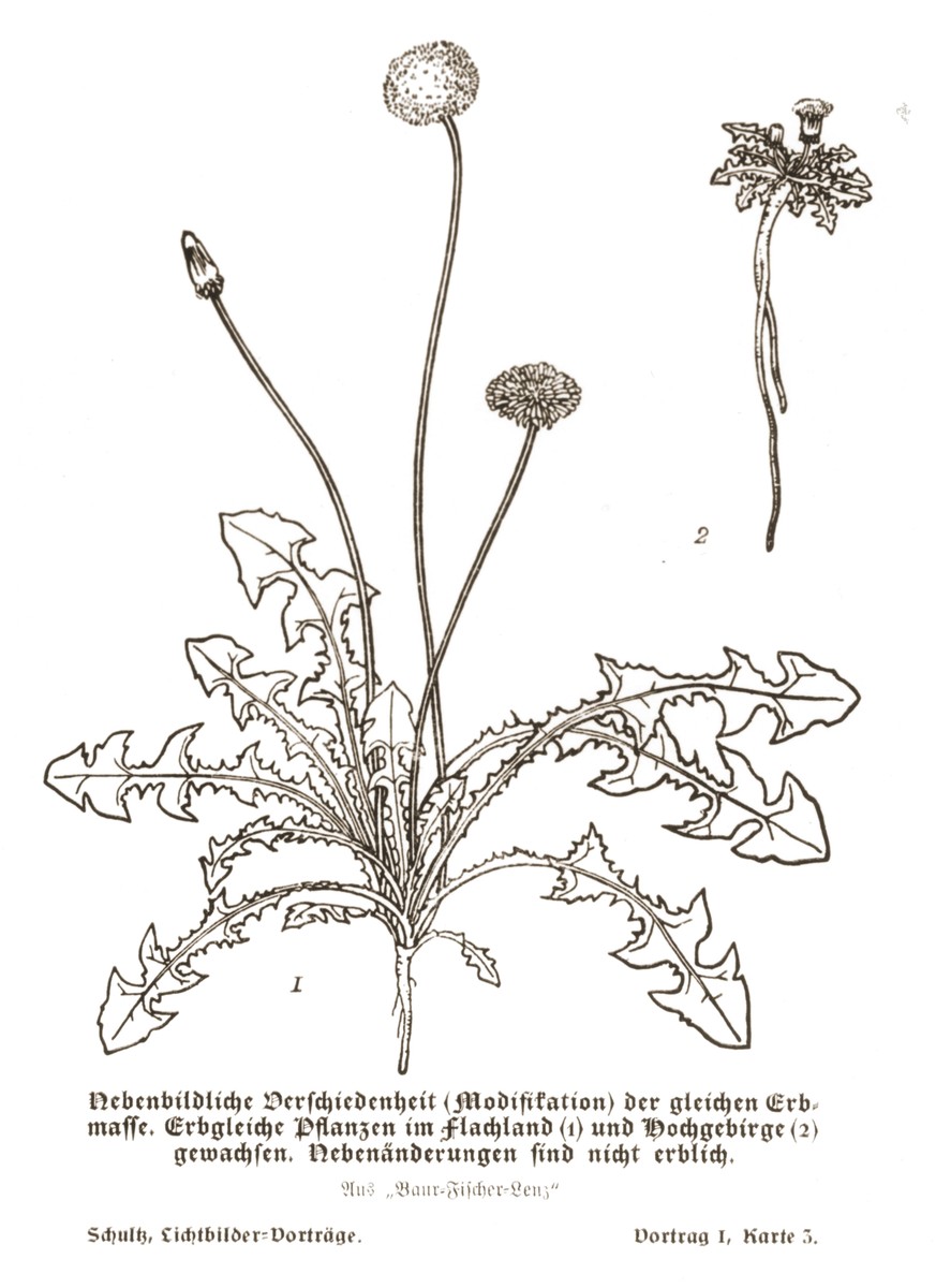Drawing illustrating the non-hereditary modifications to genetically identical plants due to conditions in their respective environments.

Diagram 1 shows a plant grown in the flatlands and Diagram 2 the one grown  in the mountains, taken from a set of slides produced to illustrate a lecture by Dr. Ludwig Arnold Schloesser, director of education for the SS Race and Settlement Office, on the foundations of the study of heredity. [Lecture 1, Card 3]