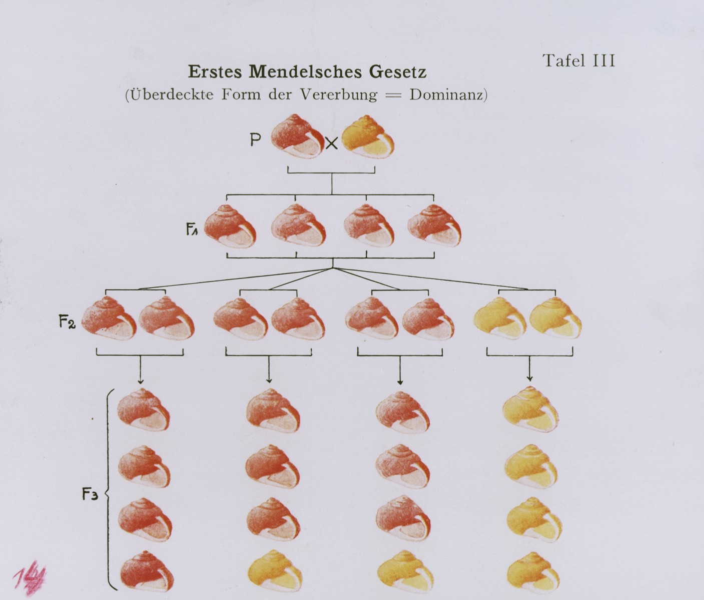 Chart illustrating the transmission of dominant genetic traits according to Gregor Mendel's first law of heredity.