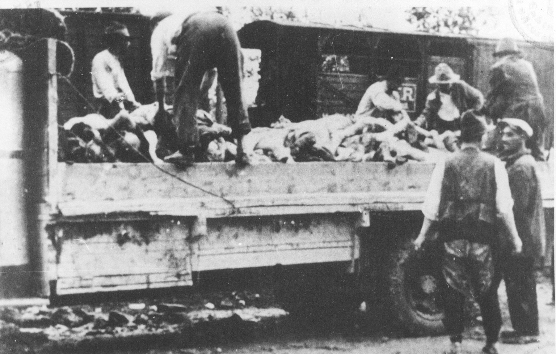 Under the supervision of Romanian guards, Romani men load the corpses of victims of the Iasi-Calarasi death onto trucks in Targu-Frumos.