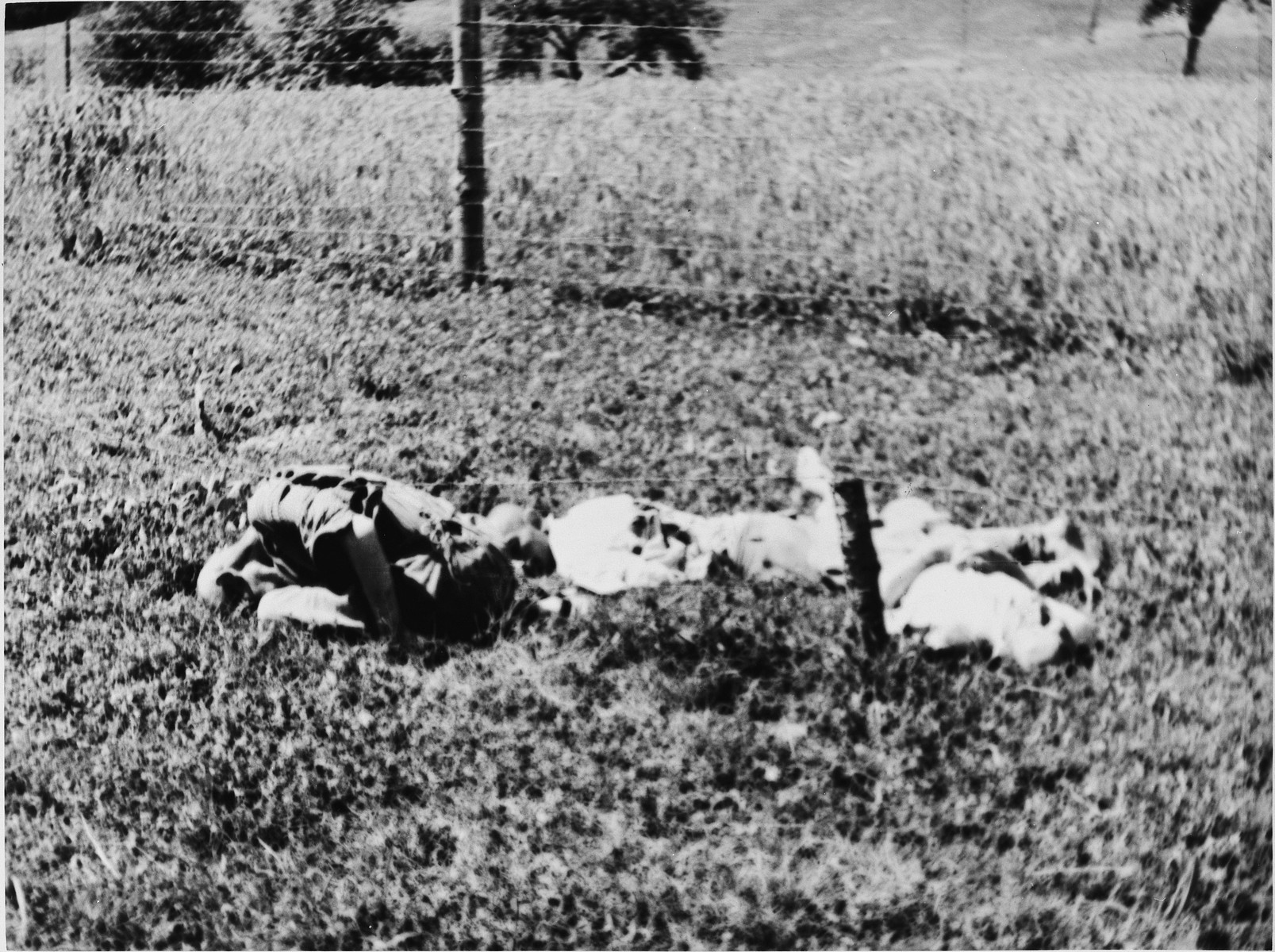 View of the bodies of former prisoners lying near the barbed wire fence in the Mauthausen concentration camp.