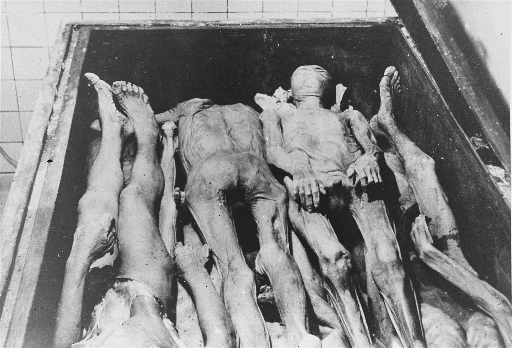 The corpses of Jewish prisoners in a vat filled with alcohol at the Strasbourg University Anatomical Institute.

At the end of August,1943, eighty-six Jews, including 30 women, were gassed in Natzweiler-Struthof for the purpose of constructing a collection of skulls and skeletons to be kept at the Strasbourg University Institute of Anatomy, under the directorship of August Hirt.  The individuals were "selected" at Auschwitz for their special bone structure and transferred to Natzweiler, where SS Captain Josef Kramer, the commandant of the camp, oversaw the operation.  The corpses then remained in vats of alcohol for over a year, the project envisioned by Hirt having never been completed.  When Allied forces approached Strasbourg in November 1944, SS administrators were unaware that evidence of the crime still existed at the Institute, and only at the last minute ordered the bodies destroyed.  This operation failed, however, and 16-17 of the bodies fell into Allied hands. [Klarsfeld, S., ed. The Struthof Album, 1985]