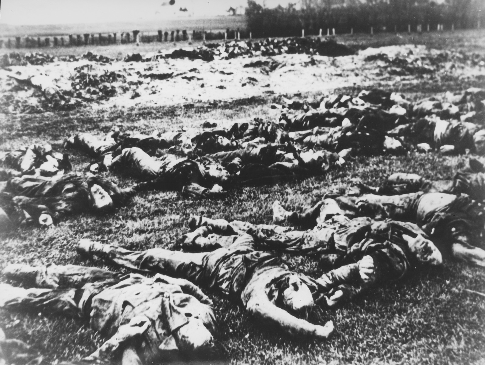 The bodies of Serbs killed by the Ustasa in the village of Gudovac, are laid out in rows in a large field.