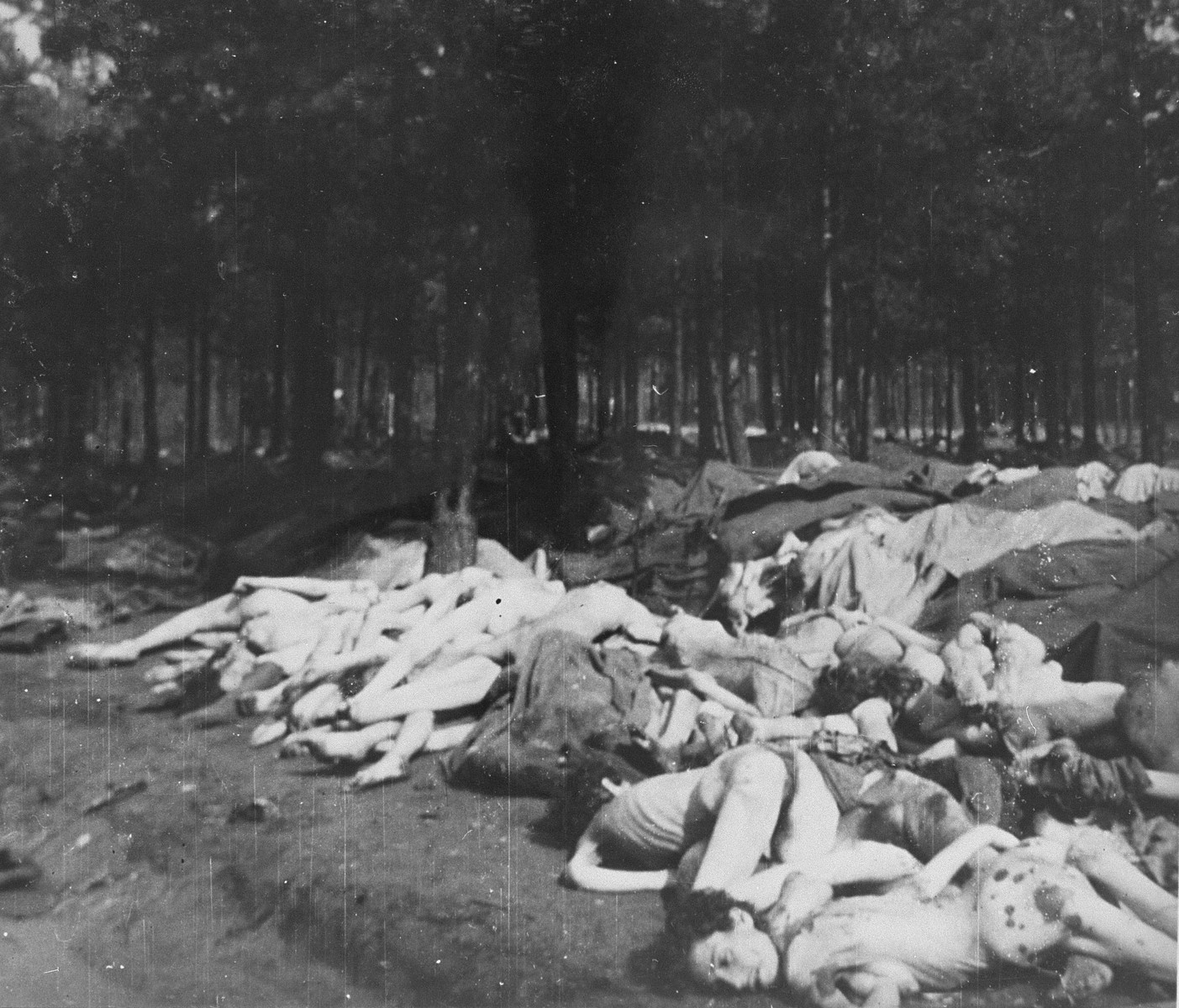 Corpses piled in a wooded area near Bergen-Belsen.