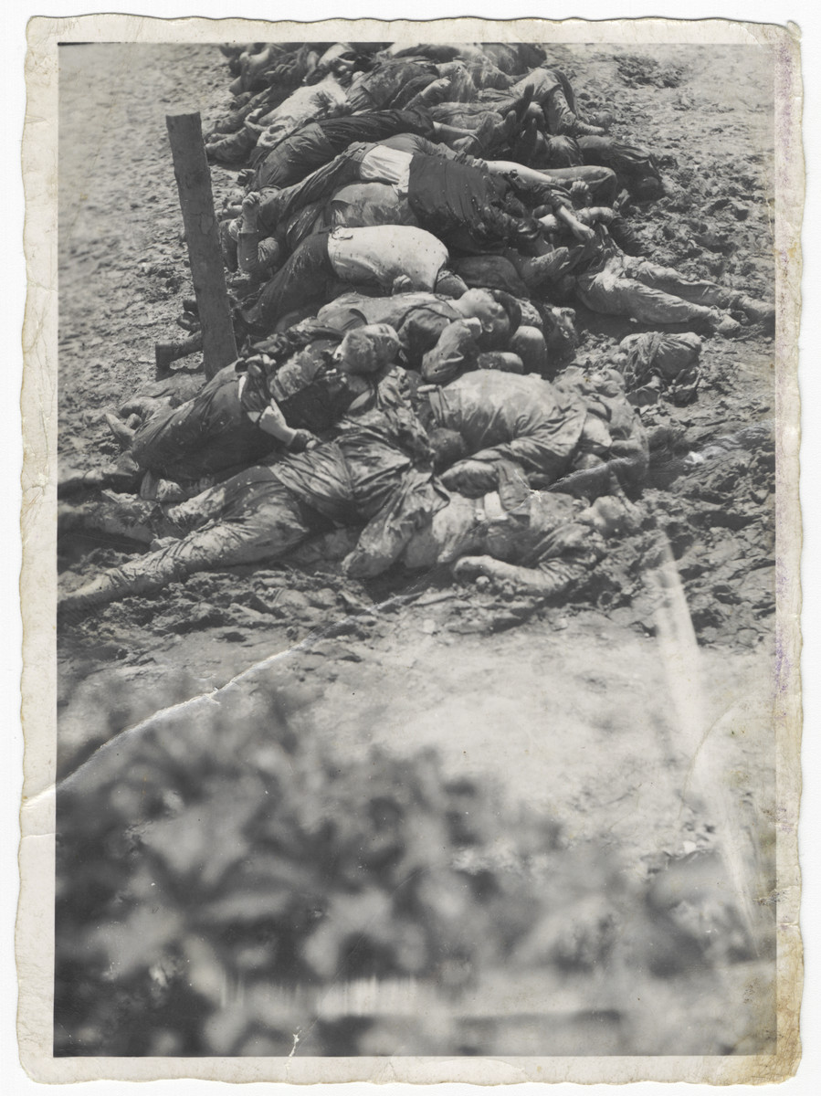 View of a line of corpses [probably following the German invasion of the Soviet Union.]