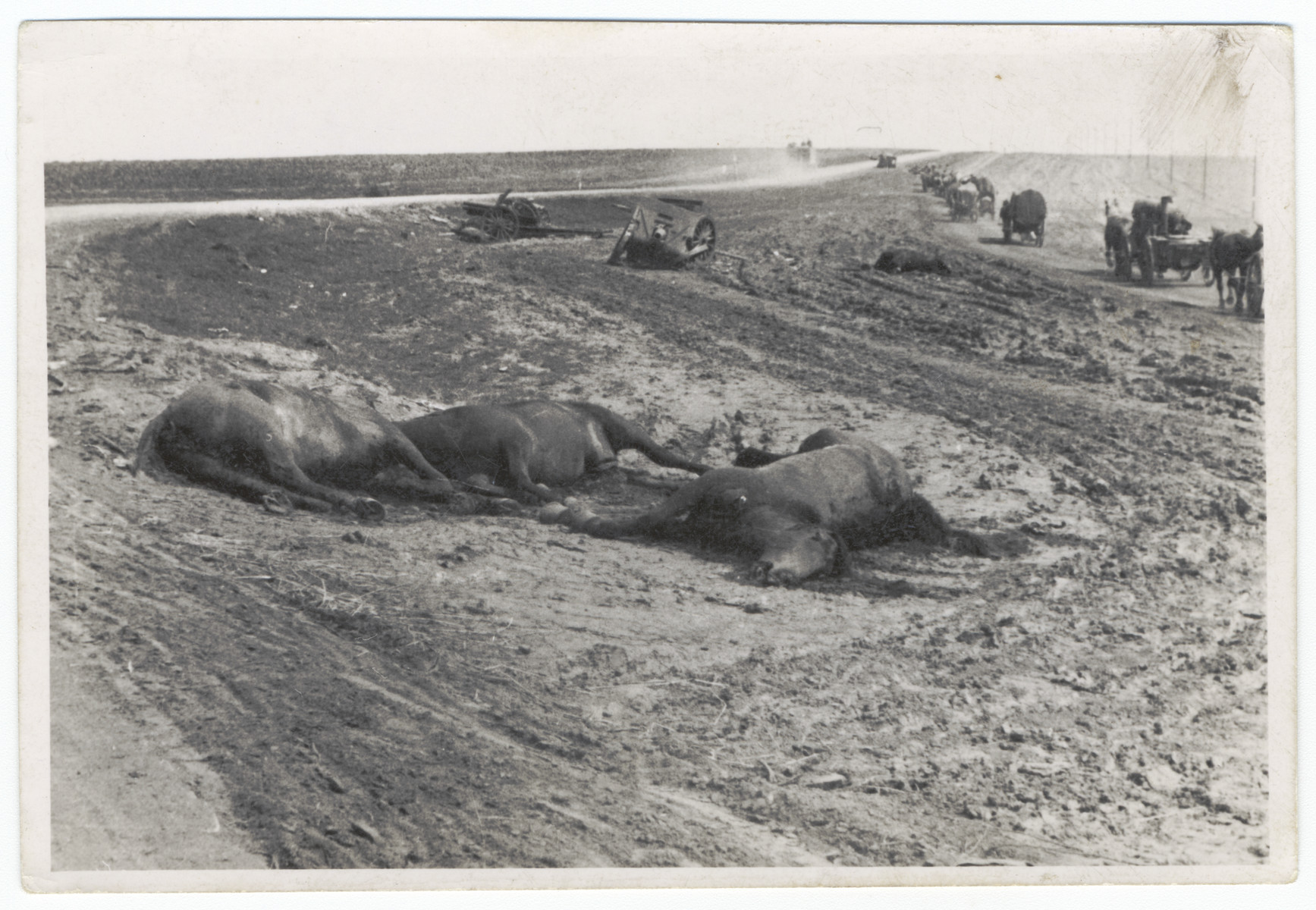 Dead horses lie on the side of a road [probably during the German invasion of the Soviet Union.]