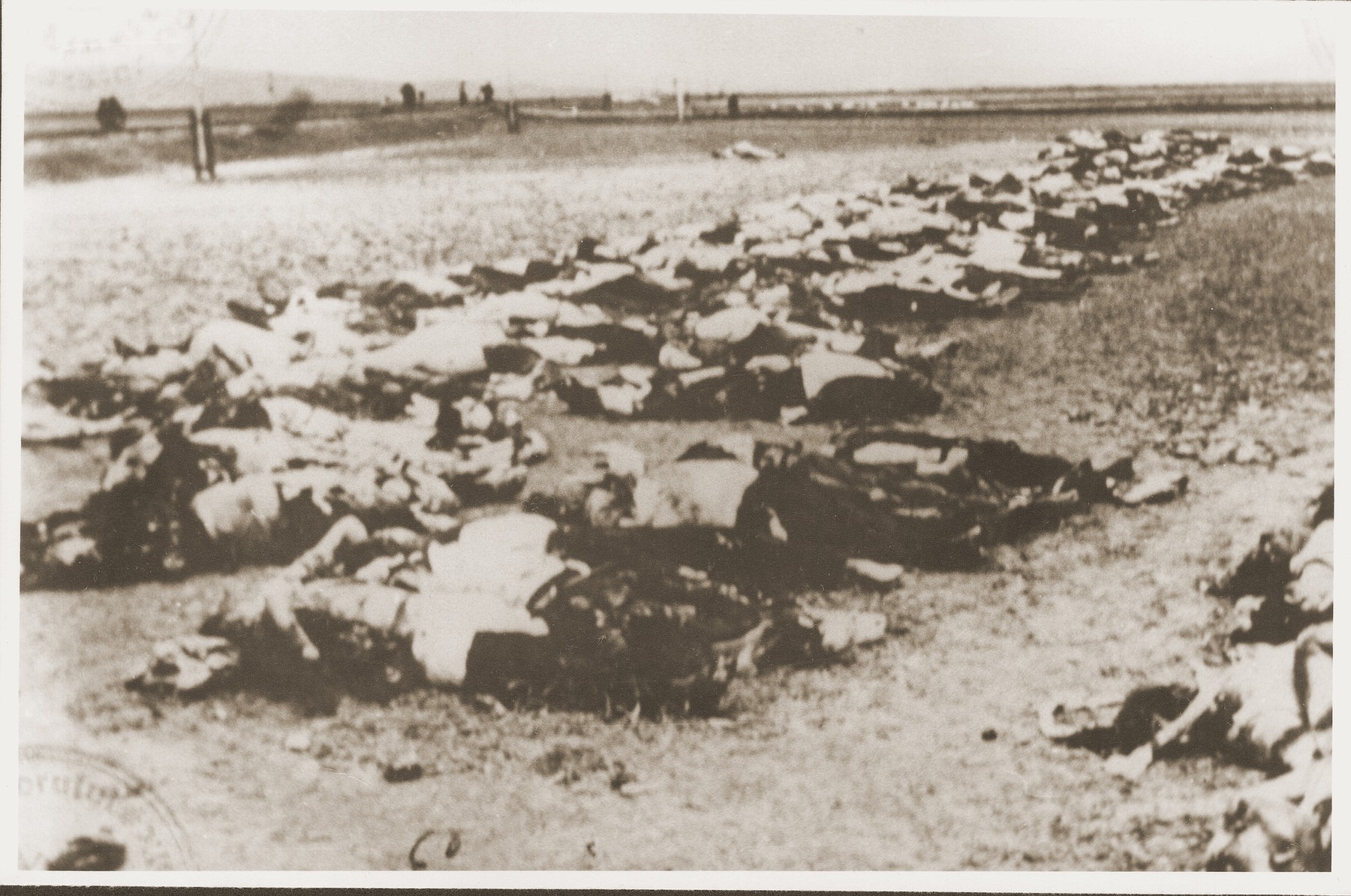 The bodies of Jews removed from the Iasi death train during a stop on the journey, are laid out in rows beside the tracks.