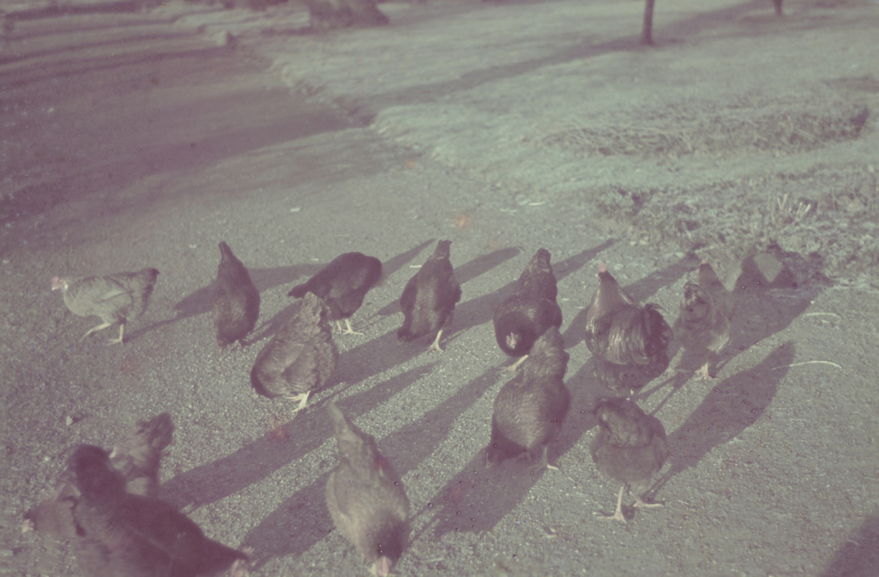 Photograph of chickens from the Genewein collection.
