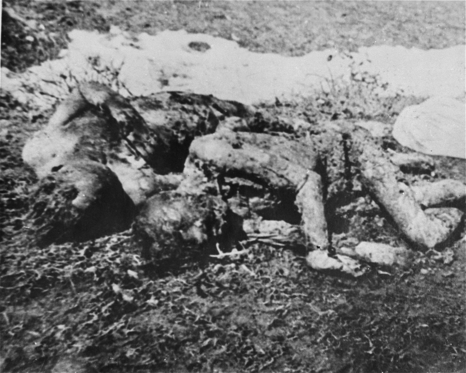 The bodies of prisoners executed by the Ustasa in Jasenovac.
