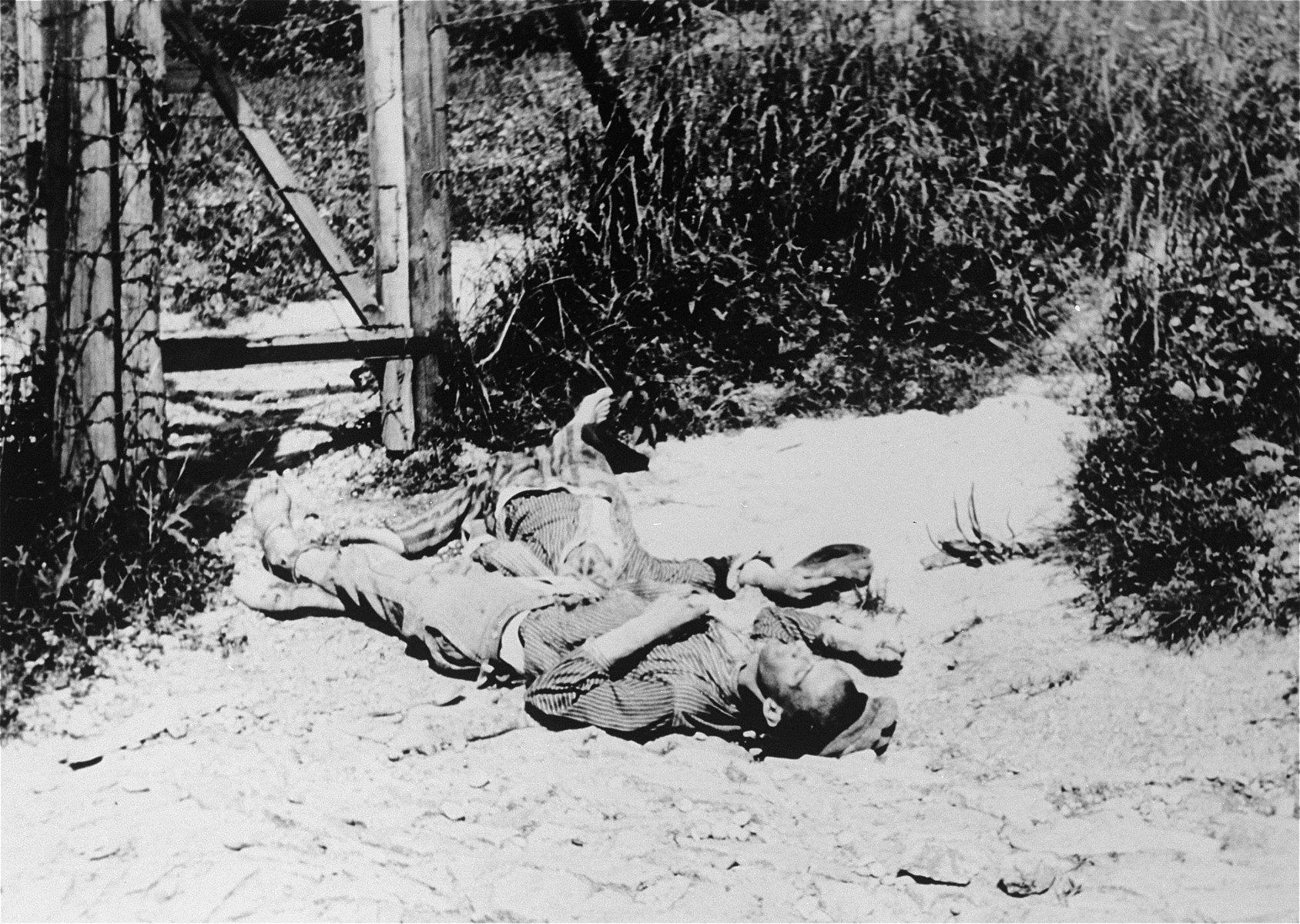 The corpses of prisoners shot on the path to the "Viennese Ditch".