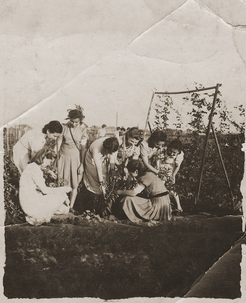 A group of young Jewish women, members of the Hanoar Hatzioni Zionist youth movement, picking vegetables on the "Farma." 

Pictured from left to right are: Rosza Slabecka; Edzia Cudzynowska; Sala Garfunkel; Hadasa Cudzynowska; Lusia Szpira, Rutka Landau and Hindzia Chilewicz.

The "Farma" was a  plot of land between Bedzin and Sosnowiec that was allocated to the local Zionist youth movements by the Jewish Council for the growing of vegetables. The youth movements created a hachshara on the site.  Soon after, the "Farma" became the center of resistance efforts, as well as youth activity, in the ghetto.