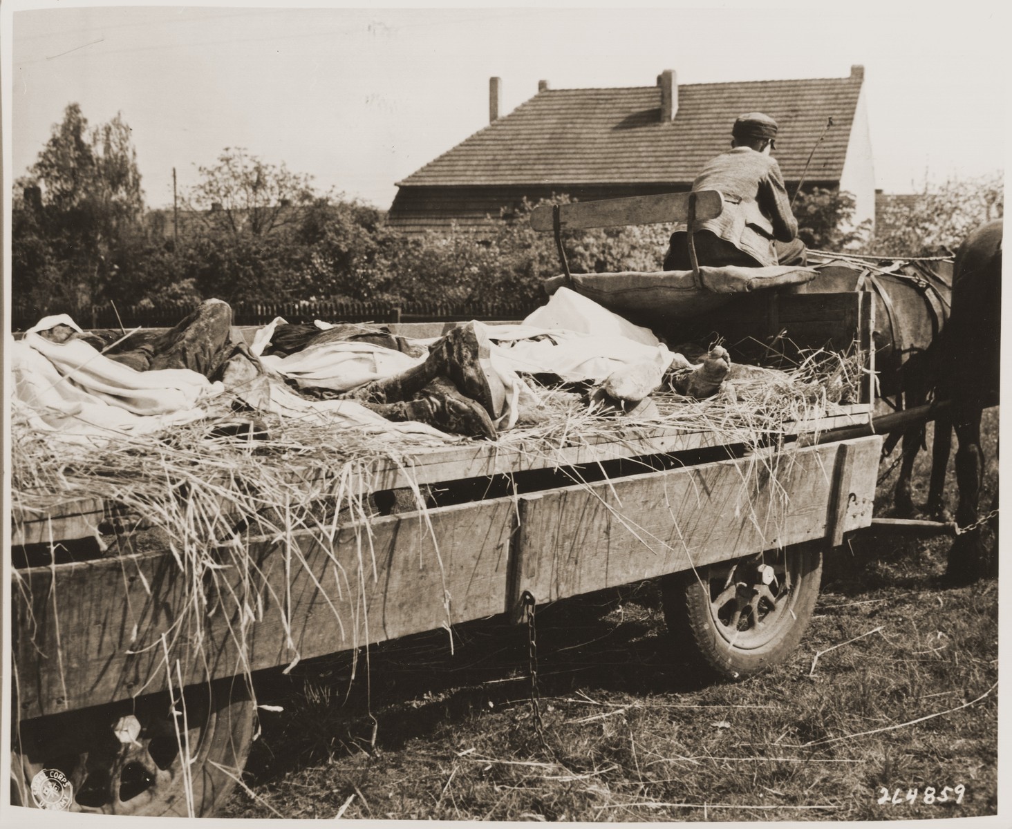 A German civilian transports the recently exhumed corpses of prisoners to a nearby site where they will be reburied.