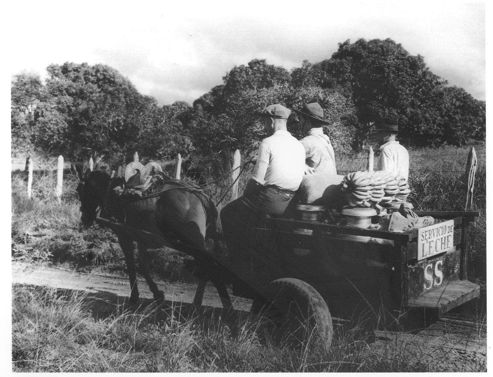 Jewish refugees living in the Sosua refugee colony deliver milk and bananas in a horse-drawn wagon.

Seated in the center is Freddy Adler.