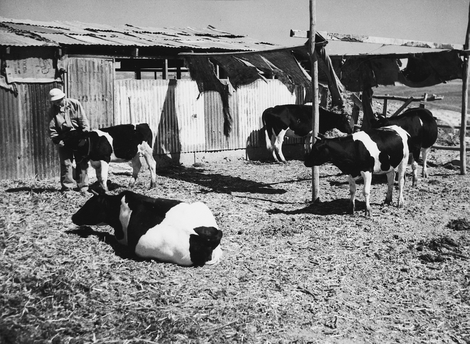 A new immigrant tends the cows in Tal Shachar.