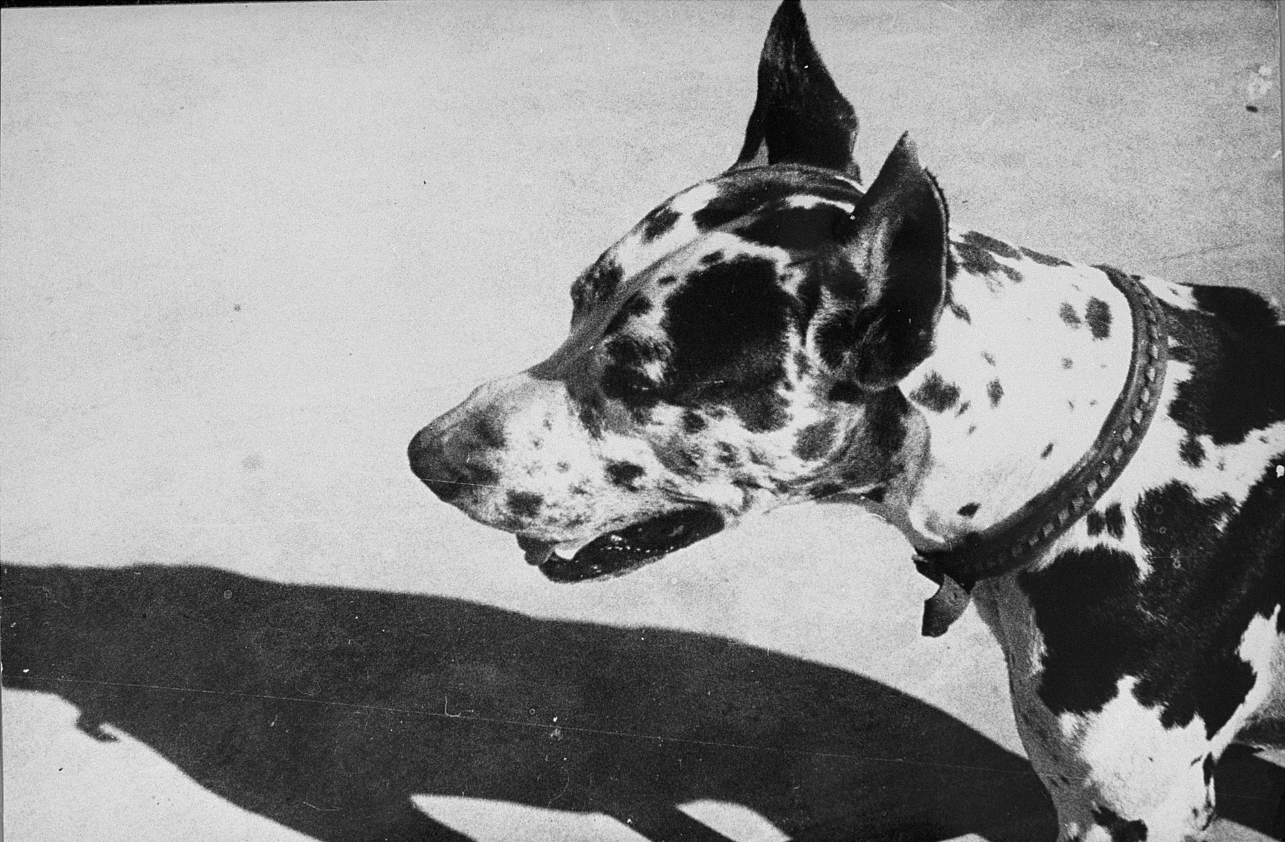 A dog (Ralf?) that belonged to Plaszow commandant Amon Goeth.  

Several prisoners were killed by this dog during Goeth's tenure at Plaszow.
