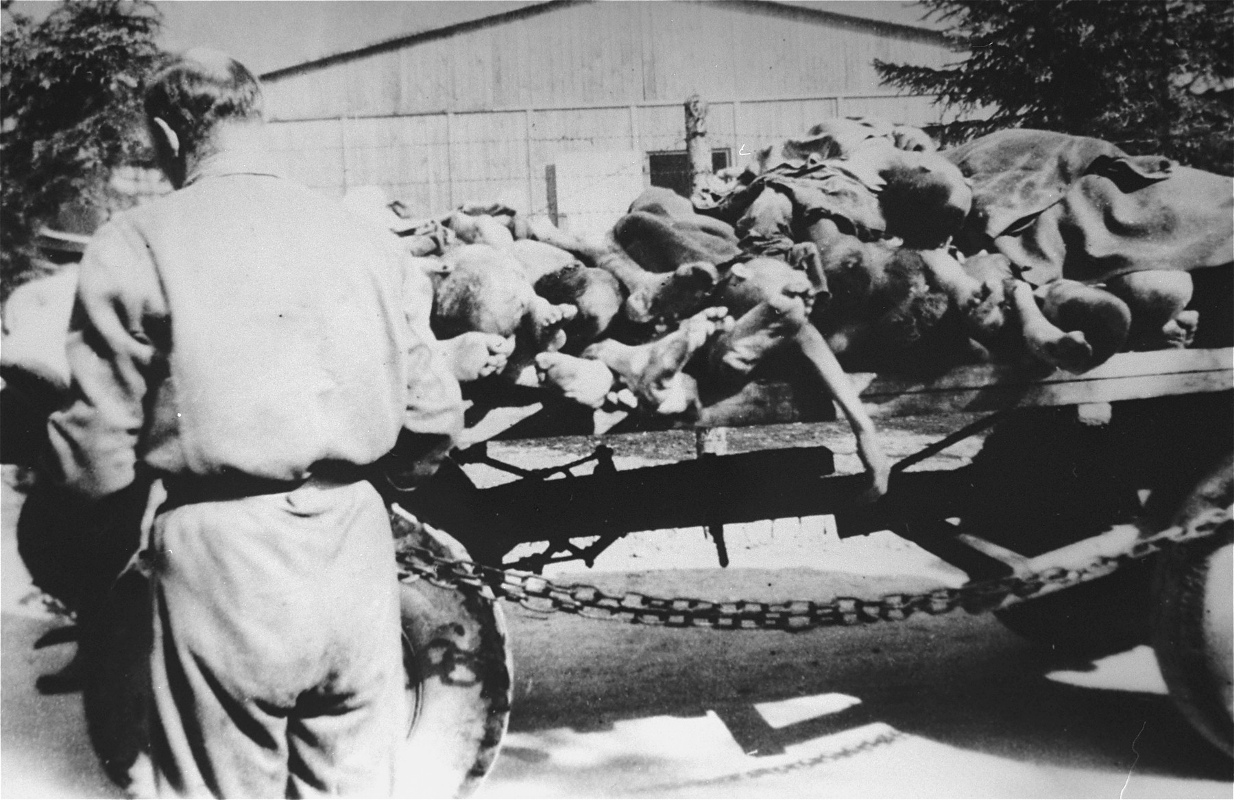 The bodies of concentration camp prisoners are stacked on a wagon in Ebensee.