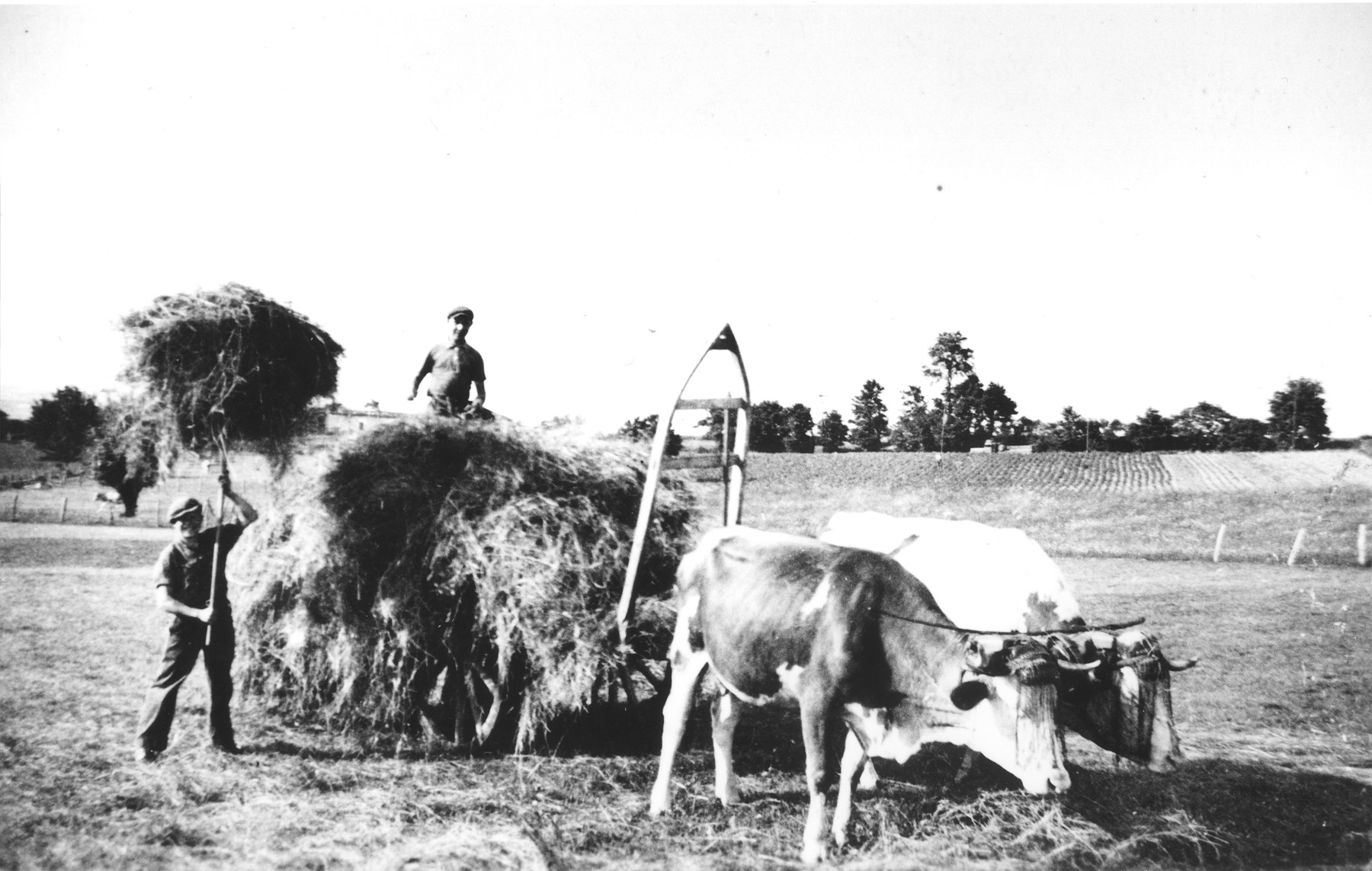 A hidden Jewish youth works on a hay wagon at a farm near Lyon, France.  

Pictured is the donor's brother, Herbert Karliner.