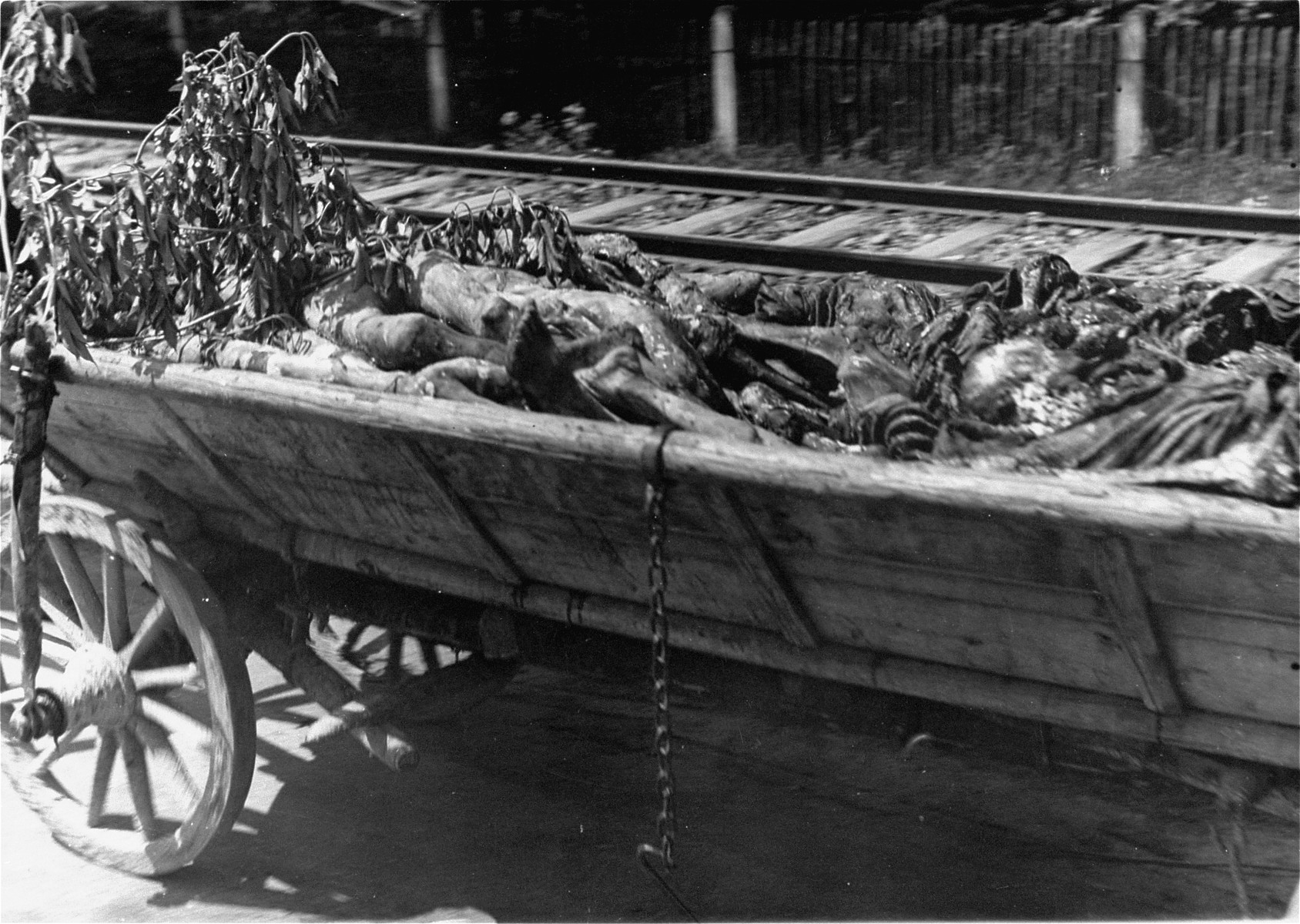 Corpses from the Dachau concentration camp on route to burial in a cart levied from local farmers.  Allied authorities required local farmers to drive their loaded carts through the town of Dachau as an education for Dachau residents.