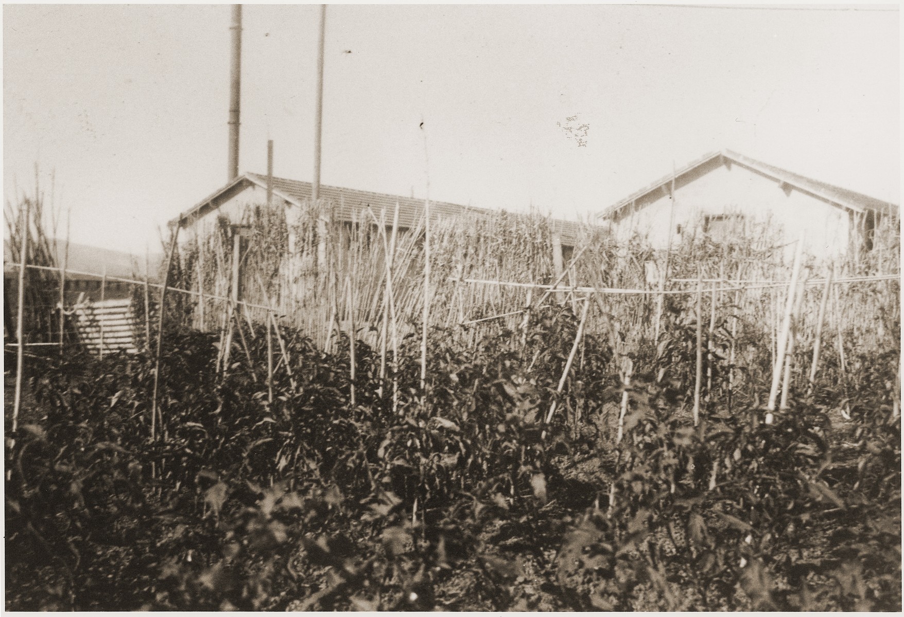 View of the Rivesaltes internment camp.