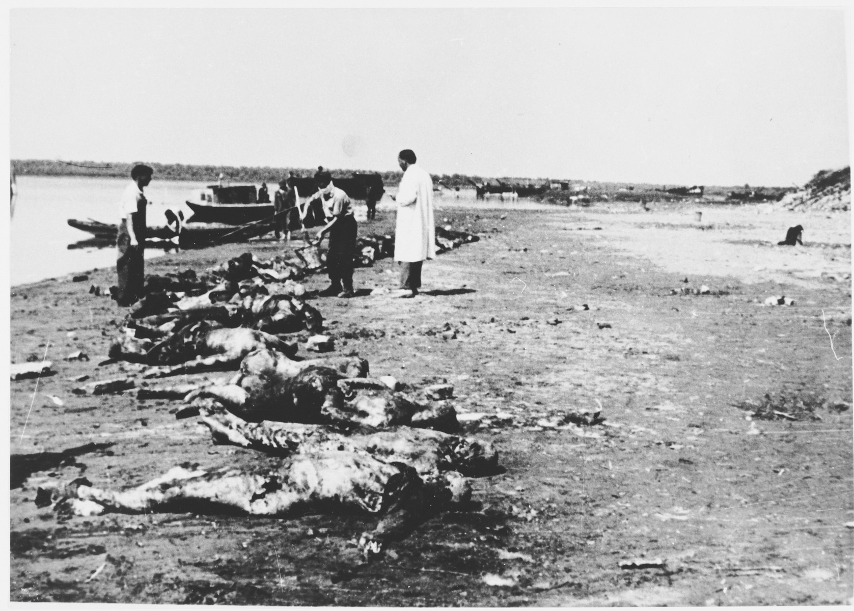 Dr. Ante Preru, a forensic specialist, oversees the retrieval of the bodies of concentration camp victims from the Sava River [probably near the Jasenovac concentration camp].