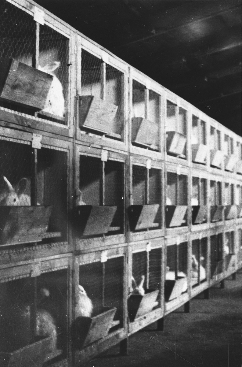 Rabbit hutches and rabbits raised by prisoners at a Slovak labor camp.