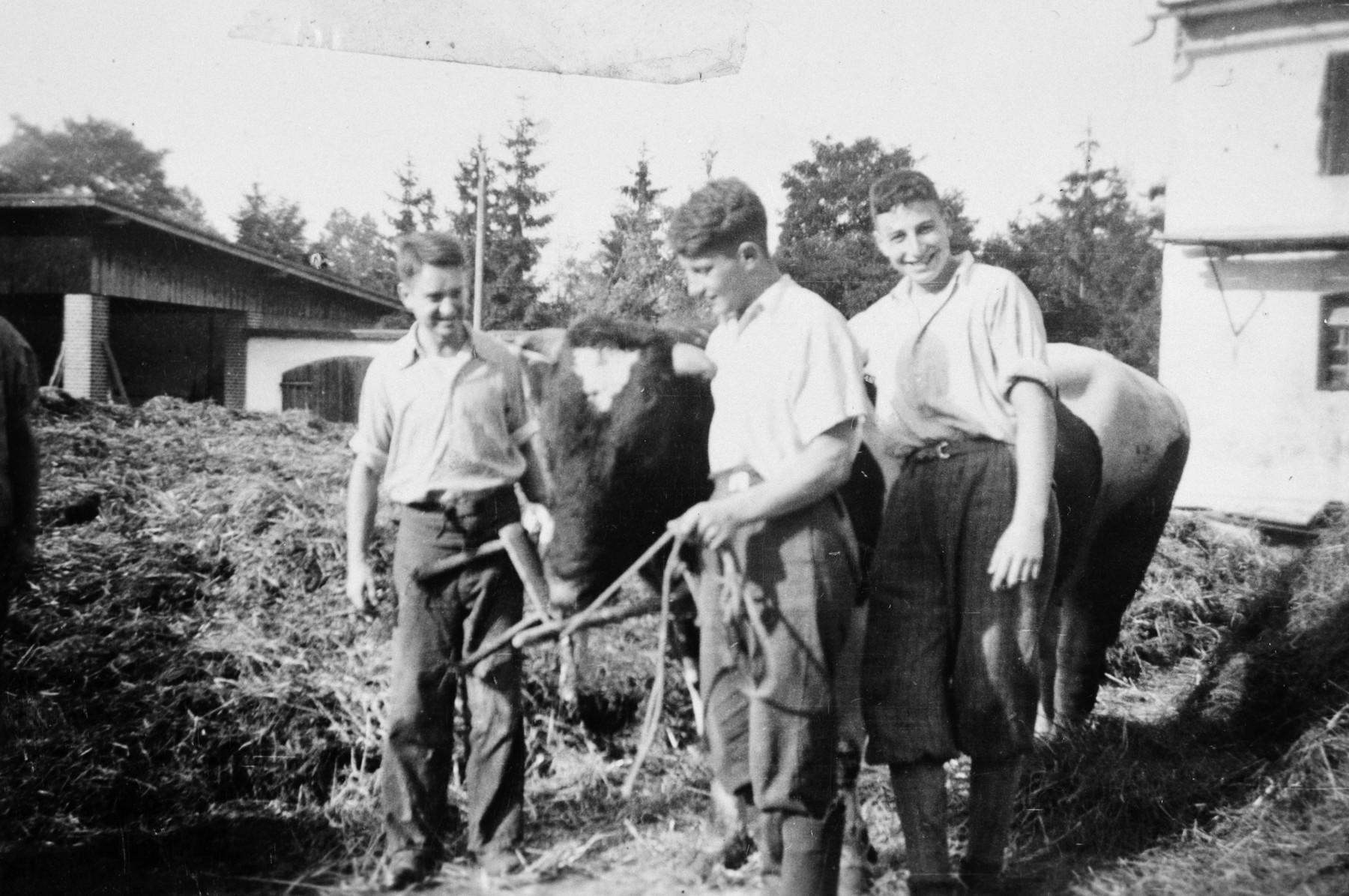 Three young Jews take care of a cow in the Gross Breesen agricultural training center. George Landecker is pictured in the center.