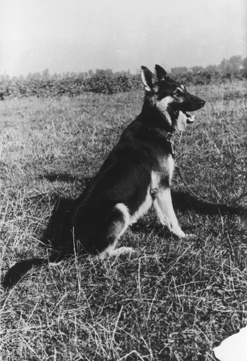 A dog belonging to SS officer Karl Hoecker.

The original caption reads "Mein Schaeferhund ,Favorit'" [My Shephard dog ,Favorit'].