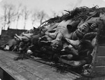 A wagon in Buchenwald loaded with corpses intended for burial.
