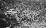 Corpses found at the bottom of a large depression in Buchenwald.