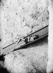 A corpse slides down a shoot into a mass grave in the Warsaw ghetto.
