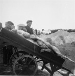 Gravediggers unload bodies from a cart into a mass grave in the Warsaw ghetto cemetery.