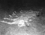 View of the exhumed bodies of Polish and Russian forced laborers who were put to death at the Hadamar Institute and buried in a mass grave behind the euthanasia facility.