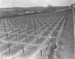 Lt. Alexander J. Wedderburn, photographer with the 28th Infantry Division, First US Army, views the cemetery at the Hadamar Institute, where victims of the Nazi euthanasia program were buried in mass graves.