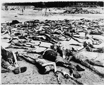 Decomposing corpses strew the grounds of the Bergen-Belsen concentration camp.