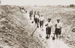 Jews at forced labor stand with shovels in a water-filled trench.