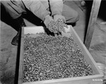 A soldier dips his hands into a crate full of rings confiscated from prisoners in Buchenwald and found by American troops in a cave adjoining the concentration camp.