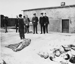 Members of the Allied War Crimes Commission are shown the bodies of prisoners killed in Buchenwald concentration camp.
