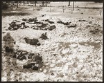 Corpses of American soldiers killed by the SS in the Malmedy atrocity and identified by number lie in the snow.